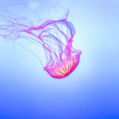 Jacoo - Jellyfish