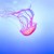 Artwork for Jacoo - Jellyfish
