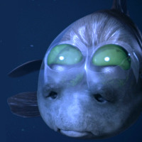 お魚チンパンジー S Stream