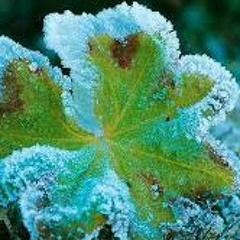 NEW Freezer Freestlye