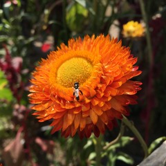 Schitz Popinov Theme