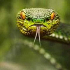 Do not pat the snake