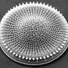 Oboskop - Solvent [2018]