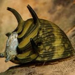 Fresh Otis - Unwanted Sticky