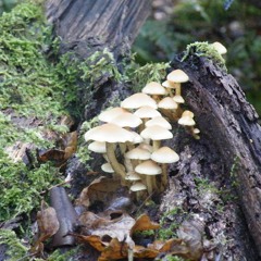 Waldfunk Vol.3