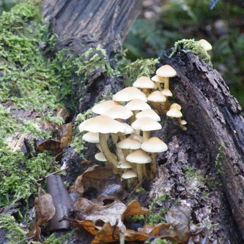 Waldfunk Vol.3