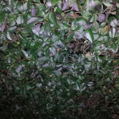 Don't Jump The Gun Acoustic