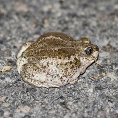 Great Basin Spadefoot Toads - a sleepy chorus