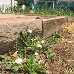 311나비퍼레이드2018 [합창곡] 나비의 노래  by 화경