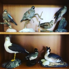 Why Do Birds Suddenly Appear (excerpt)