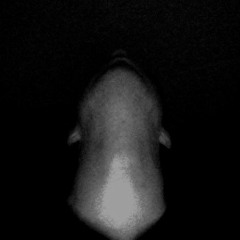 Festival 21 (Dec. 8th) - DJ Kookaburra