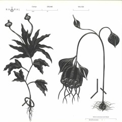 Stream Romanian Techno | Listen to Colorhadoo - Zanzibar EP