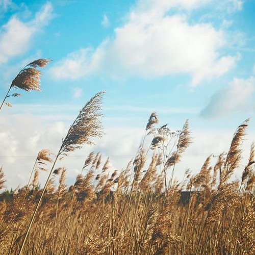 Prairie3(Royalty Free Music)