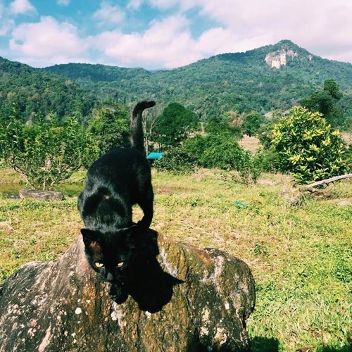 ตามฝัน - Pancho & Dhanube