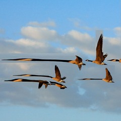 Geese flying overhead 2-octaves below