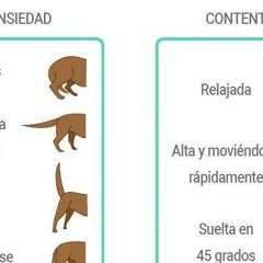 Aprende a interpretar el lenguaje de tu perro