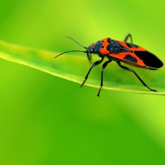 Learn English via Listening Level 1 Unit 42 Bugs