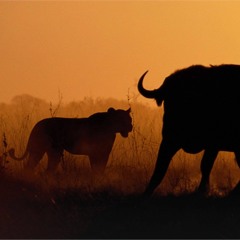 Learn English via Listening Level 1 Unit 37 Wild Animals
