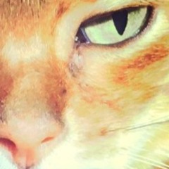 The Groovy Cat Mix
