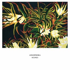 PREMIERE : Angophora - Returning