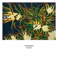 Angophora - Uncarved (STW Premiere)