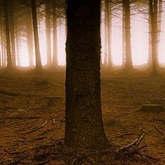Eclosion (Original Mix)