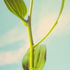 Stems