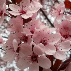 Two Cherry Blossoms Mix