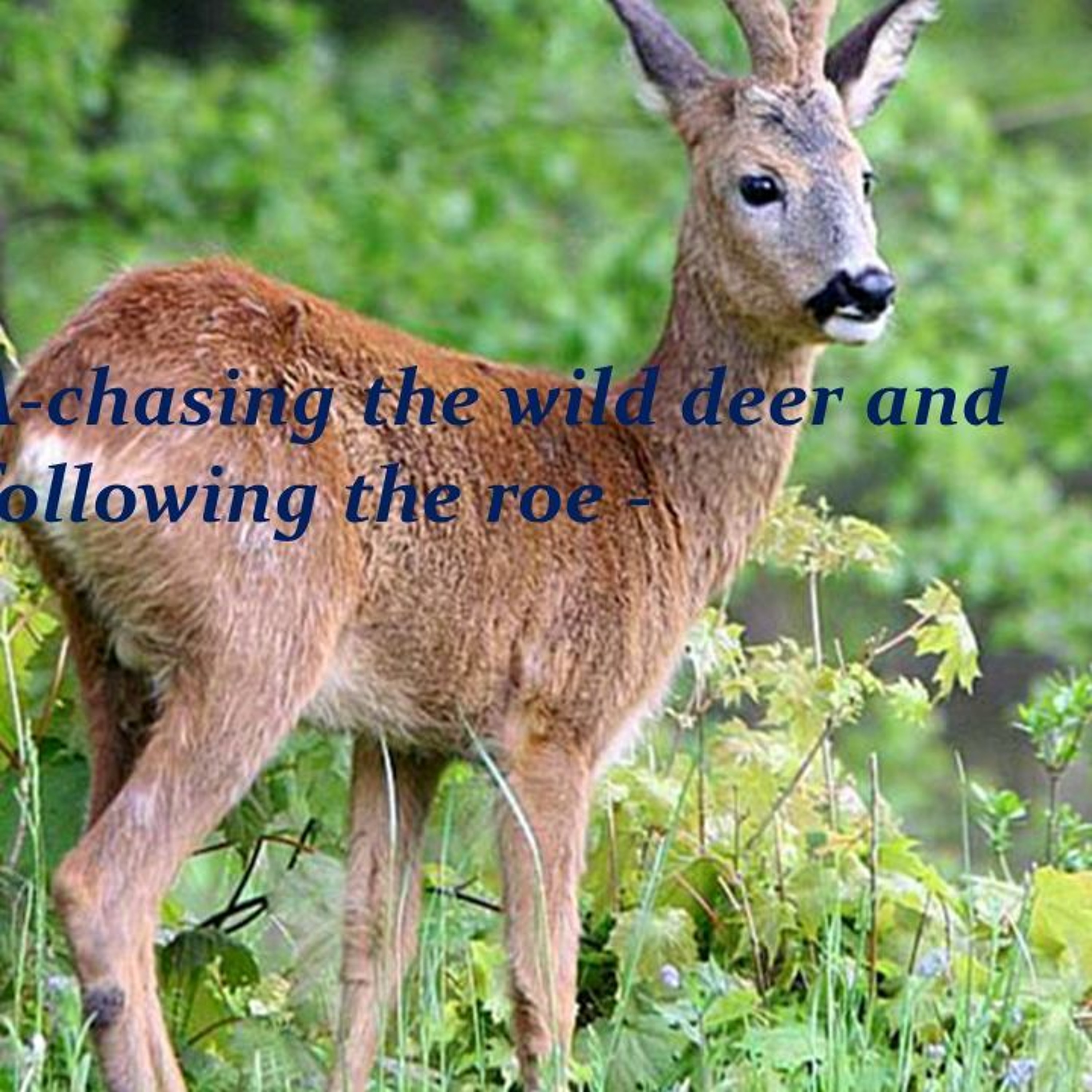 Chasing the wild-deer, and following the roe episode artwork