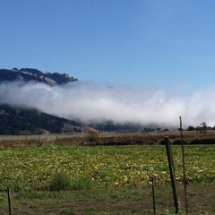 Out of the Mist and Into the Midst