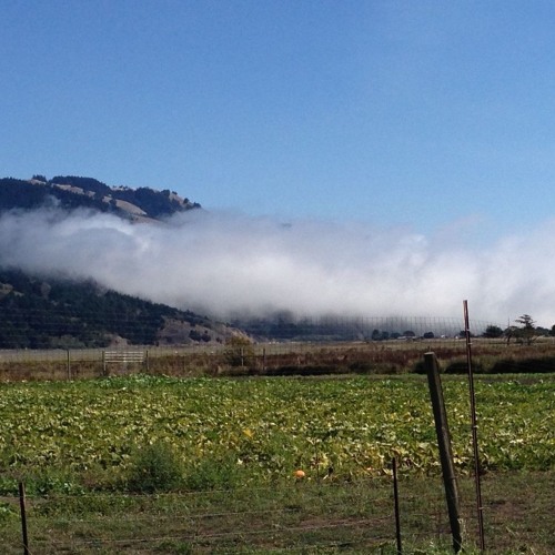 Out of the Mist and Into the Midst