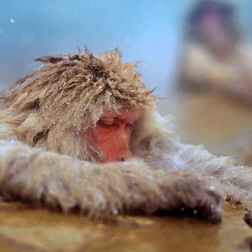 snow monkey
