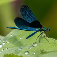 SoundStealer - blue dragonfly ( FAW Prod ).wma