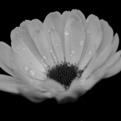 Death Sentence With Ishguitar's