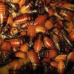 ROACHES