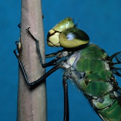 LT Podcast 036 // Bergsonist