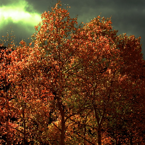 Wind Rustling Dry Leaves