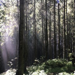 Dawn Chorus in Norwich, England