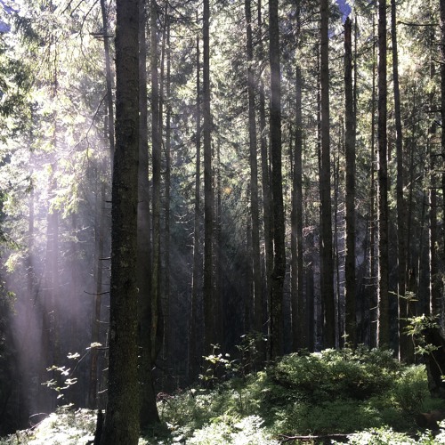 Dawn Chorus in Norwich, England