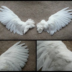 maybe tomorrow never again