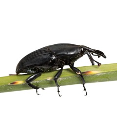 South American Palm Weevil Meeting First Half