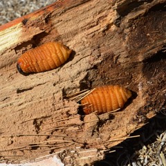 South American Palm Weevil Meeting Second Half