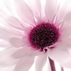 Stereo Hearts (Cover) (No Rap)