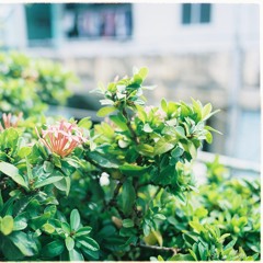 Trà Chiều |buy = free download|