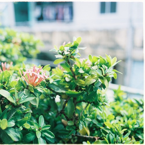 Trà Chiều |buy = free download|