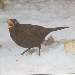 Blackbird In The Snowscape