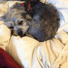 dog in the sun 🐕 (demo)