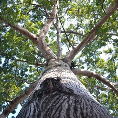 Tu B'Shvat Double Blessing By Rachel Kann And Aaron Jacobson