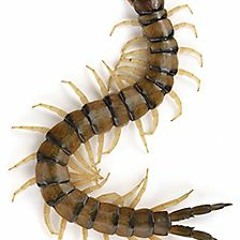 centipeders
