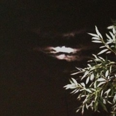 ~~~~mix~~~ (dj Wanton)